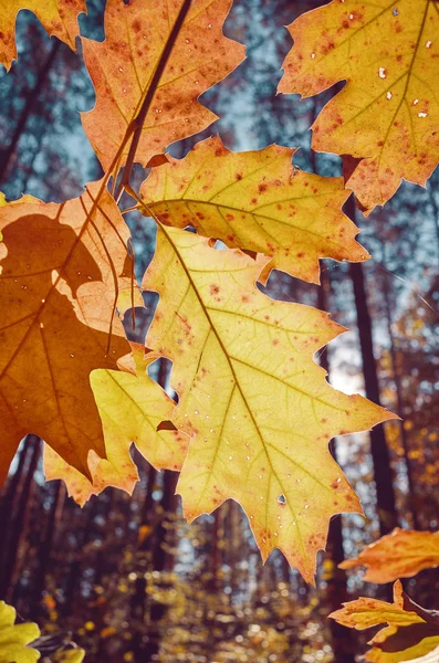 Podzimní Listí Proti Slunci Tónování Barev Která Selektivní Ostření — Stock fotografie