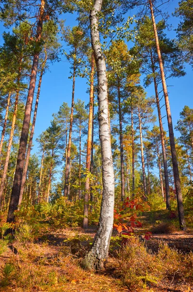 Береза Осеннем Сосновом Лесу Теплым Солнечным Светом — стоковое фото