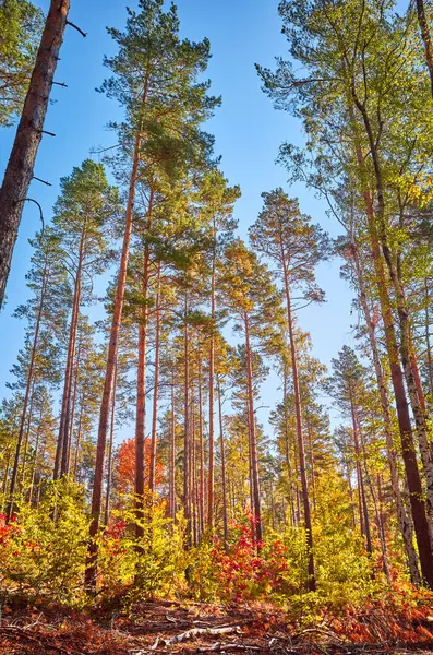 Kleurrijke Herfst Bos Warme Zonlicht — Stockfoto