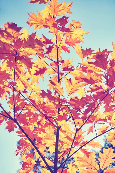 Imagen Vintage Tonificada Hojas Otoño Contra Sol Enfoque Selectivo —  Fotos de Stock