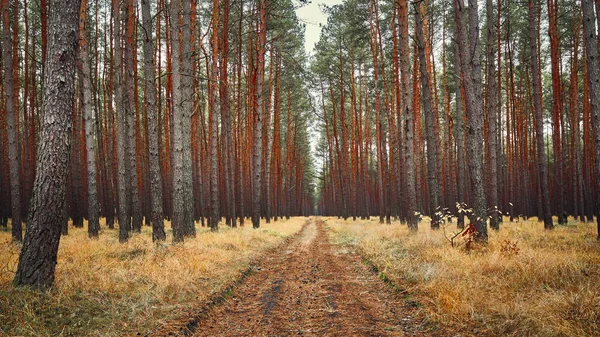 Pfad Herbstlichen Wald Farbtonung Aufgetragen — Stockfoto