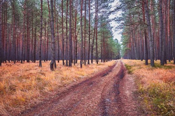 Path Autumnal Forest Color Toning Applied — Stock Photo, Image