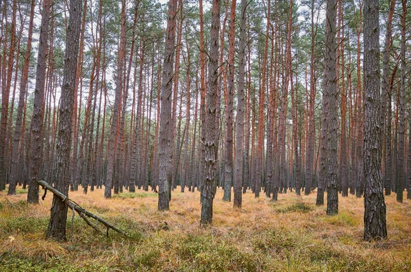 Framifrån Skog Landskap Höst — Stockfoto