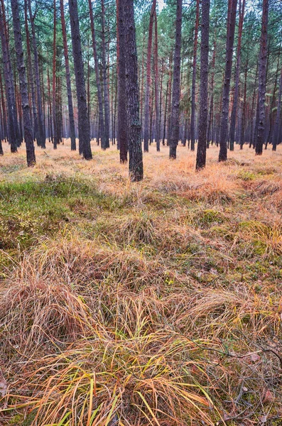 Podszycie Leśnym Jesień Selektywny Fokus Tonację Kolorów Stosowane — Zdjęcie stockowe