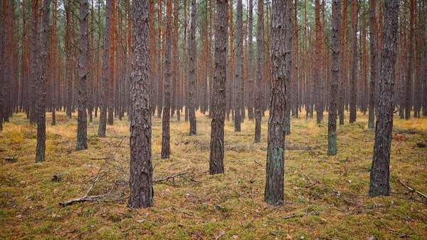 Panoramablick Auf Eine Herbstliche Waldlandschaft — Stockfoto