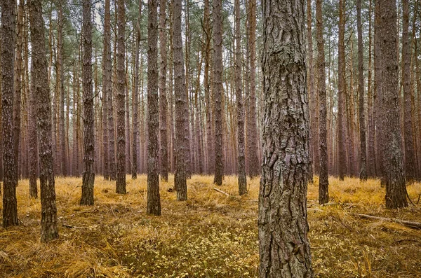 Paisagem Floresta Outonal Escura Foco Árvore Frente — Fotografia de Stock