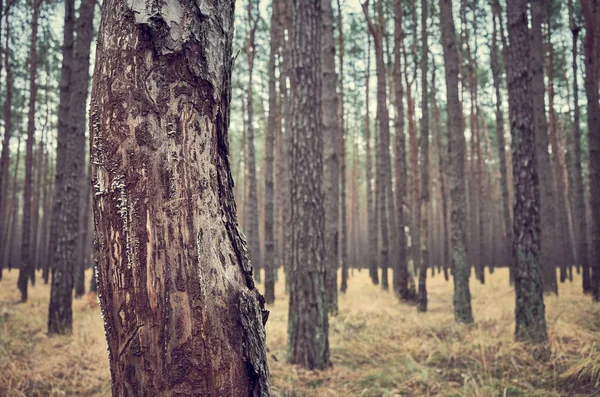 Ретро Тонизированная Картина Осенних Темных Лесов Пейзаж Сосредоточиться Переднем Дереве — стоковое фото