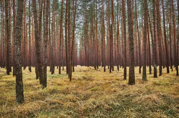 Framifrån Mörk Skog Landskap Höst — Stockfoto