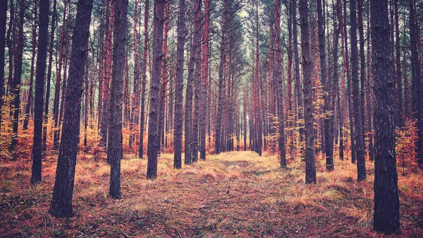 Vintage Tonas Bild Mystisk Höstlig Skog — Stockfoto