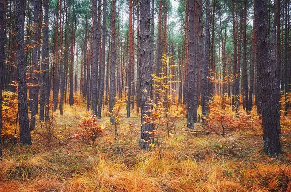 Foto Paesaggio Paesaggistico Della Foresta Autunnale — Foto Stock