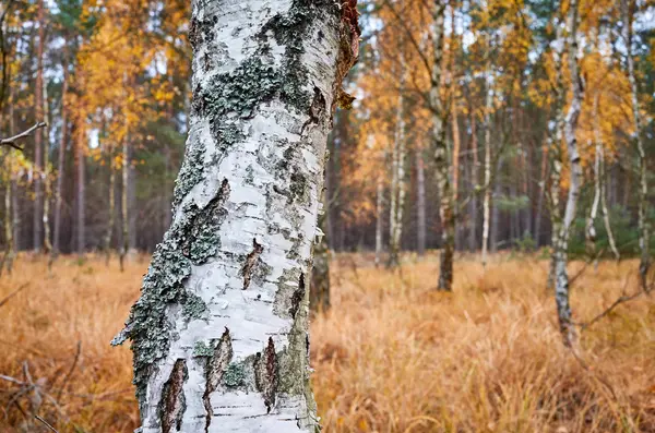 Березовый Ствол Осеннем Лесу Избирательный Фокус — стоковое фото
