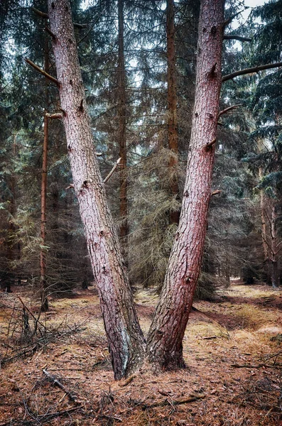Förmiger Baum Einem Dunklen Wald — Stockfoto