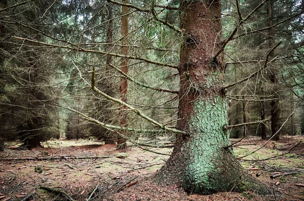 Vecchio Albero Una Foresta Buia Attenzione Selettiva — Foto Stock