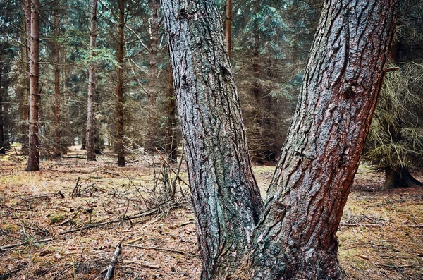 Förmiger Baum Einem Dunklen Wald Selektiver Fokus — Stockfoto