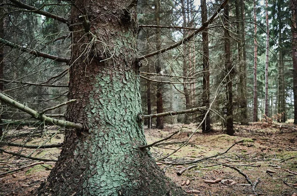 Gamla Träd Mörk Skog Selektivt Fokus — Stockfoto