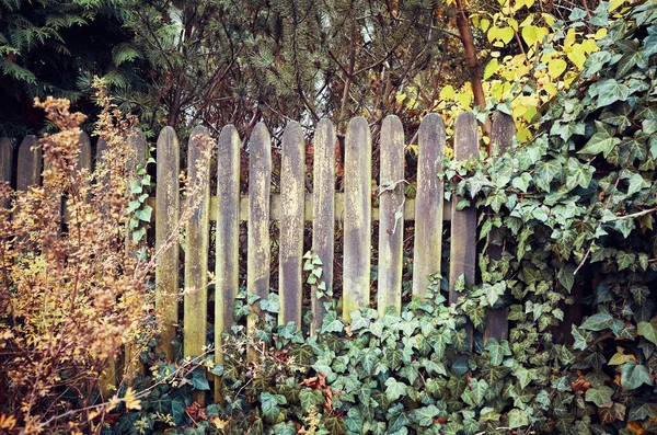 Vieille clôture en bois mousseux recouverte de plantes . — Photo