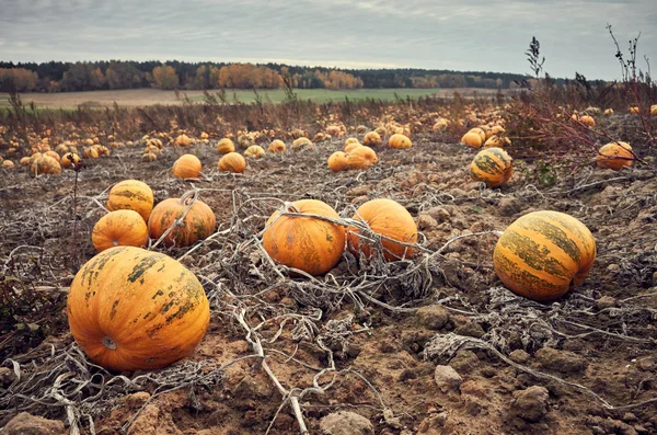 Retro tónovaný obrázek dýňového pole na podzim — Stock fotografie