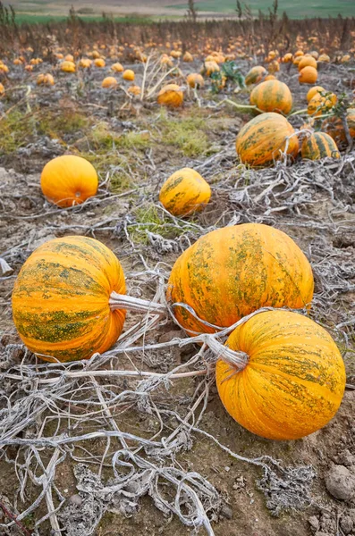 Pumpkin field in autumn. — Stock Photo, Image