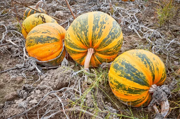 Pumpkin field in autumn. — Stock Photo, Image