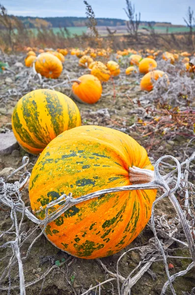 Pumpkin field in autumn, selective focus. — Stock Photo, Image