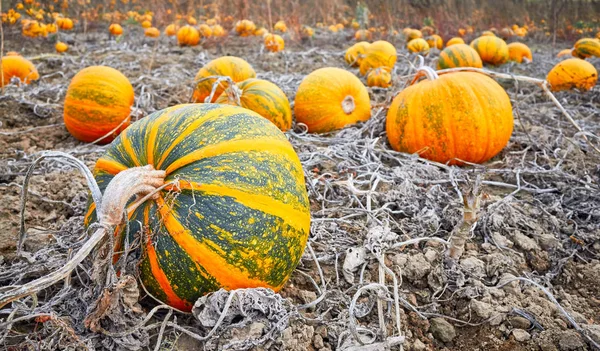 Pumpkin field in autumn. — Stock Photo, Image