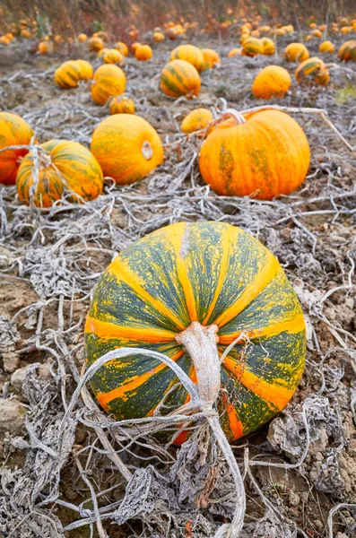 Pumpkin field in autumn. — Stock Photo, Image