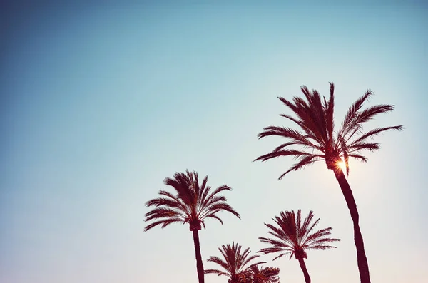 Silhouetten Von Palmen Wolkenlosen Himmel Bei Sonnenuntergang Farbtonung Aufgetragen — Stockfoto