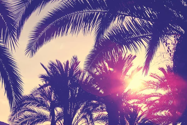 Retro Getönte Palmblätter Gegen Die Sonne Mit Linseneffekt Selektiver Fokus — Stockfoto