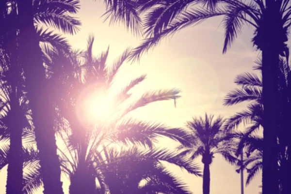 Defokussierte Palmen Gegen Den Sonnenuntergang Linseneffekt — Stockfoto
