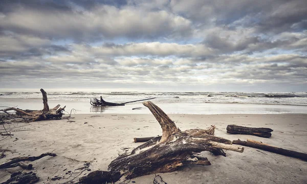 Playa Después Una Tormenta Con Tocones Madera —  Fotos de Stock