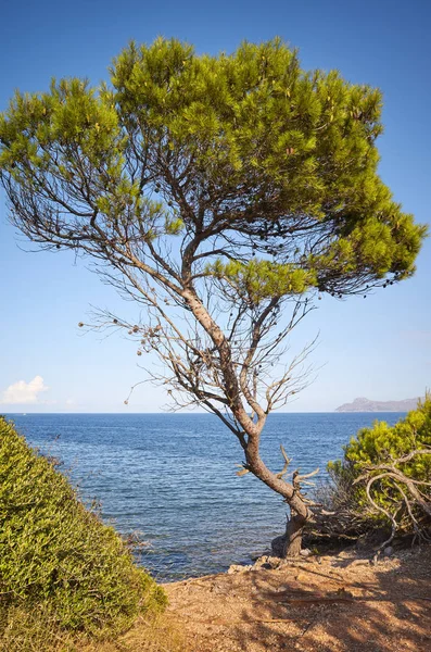 Albero Conifere Una Scogliera Tramonto Maiorca Spagna — Foto Stock
