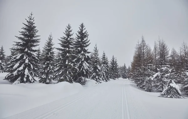 Zimowej Scenerii Śnieżnego Dnia Tonację Kolorów Stosowane — Zdjęcie stockowe