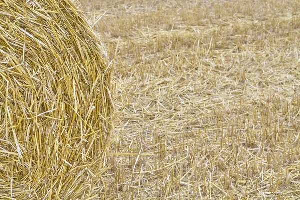 Close Picture Straw Bale Stubble Field Background Selective Focus — Stock Photo, Image
