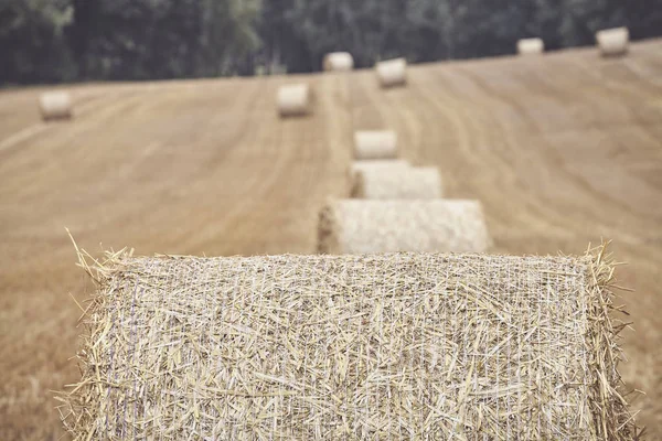 Bale Redondo Paja Con Campo Rastrojo Fondo Enfoque Selectivo Tonificación — Foto de Stock