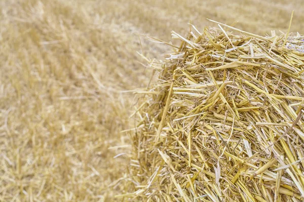 Imagem Perto Fardo Redondo Palha Com Campo Restolho Fundo Foco — Fotografia de Stock