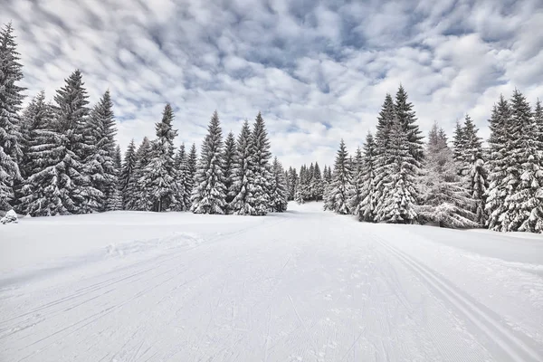 Paesaggio Invernale Con Piste Sci Fondo Jakuszyce Polonia — Foto Stock