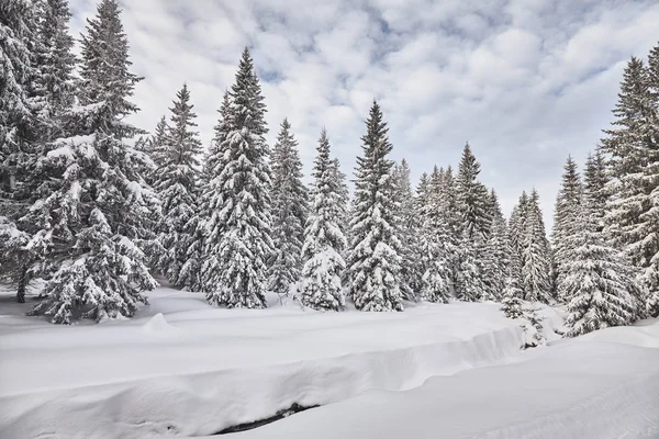 Zimní Krajina Vydatných Jakuszyce Polsko — Stock fotografie