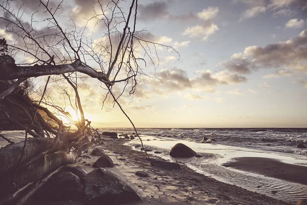 Widok Malowniczą Plażę Upadłym Drzewem Zachodzie Słońca Tonowanie Kolorów Stosowane — Zdjęcie stockowe