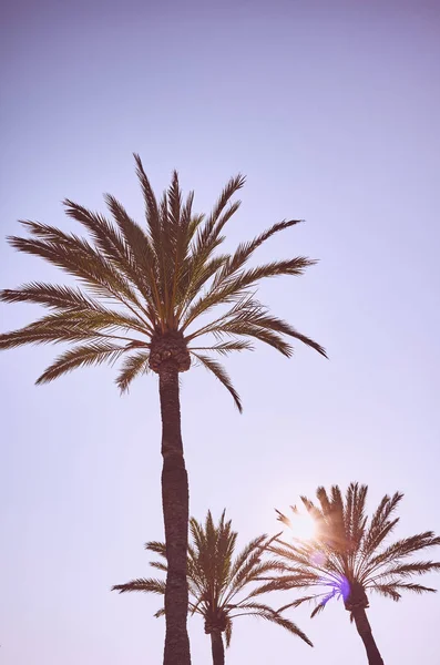 Palmiye Ağaçları Günbatımında Ararken Renk Tonlu Yaz Tatil Kavramı Resmi — Stok fotoğraf