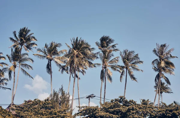 Palmenreihe Gegen Den Blauen Himmel Retro Tonung Aufgetragen — Stockfoto