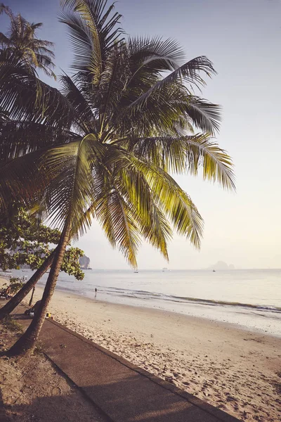 Palmeiras Por Uma Praia Pôr Sol Foco Folhas Palmeira Cor — Fotografia de Stock