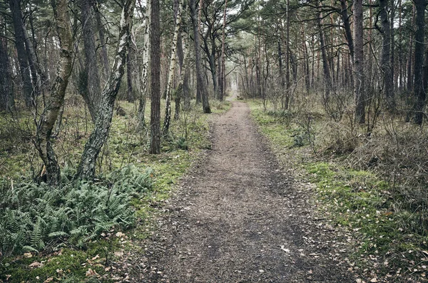 Camino en un bosque. —  Fotos de Stock