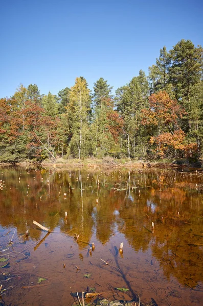 Autumnal landscape with a pond in a forest — Stock Photo, Image