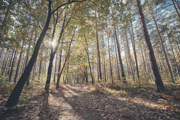 Vista de un sendero en un bosque . —  Fotos de Stock