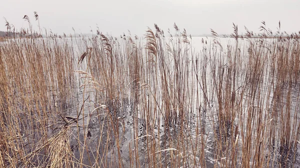 Reed in water with sun reflection. — Stock Photo, Image