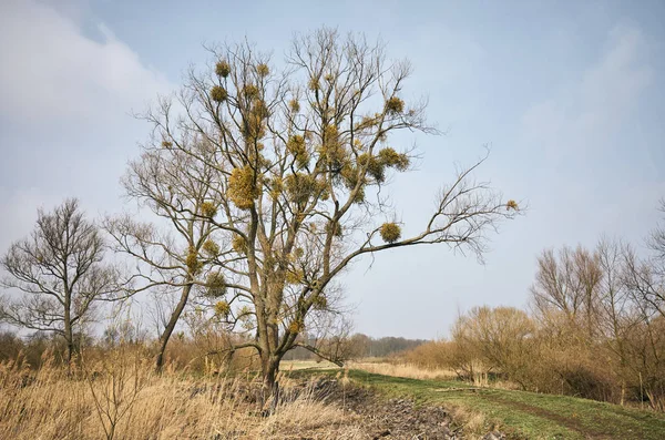 Paesaggio primaverile con un albero con vischio — Foto Stock