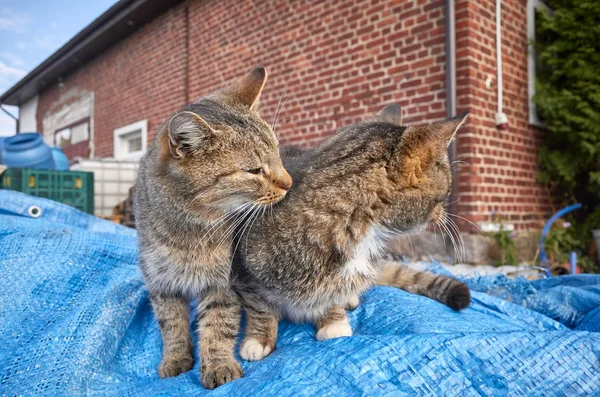 Two kittens play in a backyard. — Stock Photo, Image