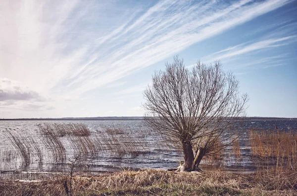 Árvore solitária à beira do lago . — Fotografia de Stock