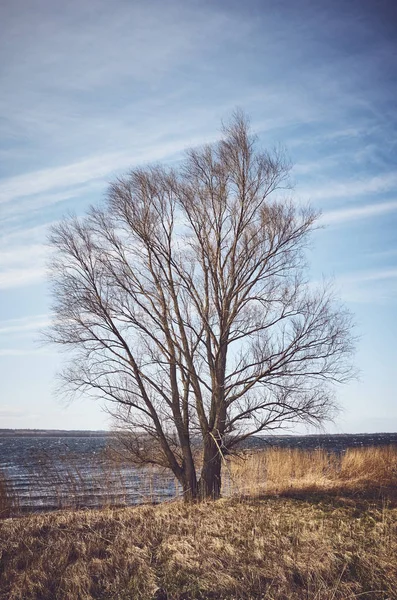 Lonely tree door de lakeside. — Stockfoto