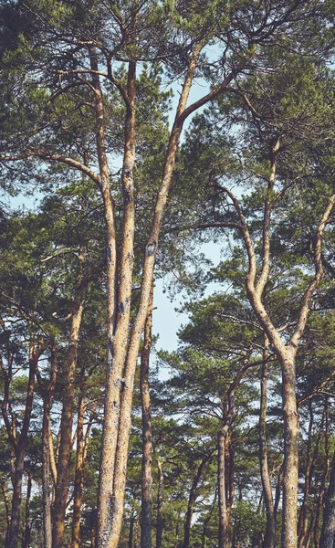 Kleur afgezwakt foto van dennenbomen bos — Stockfoto